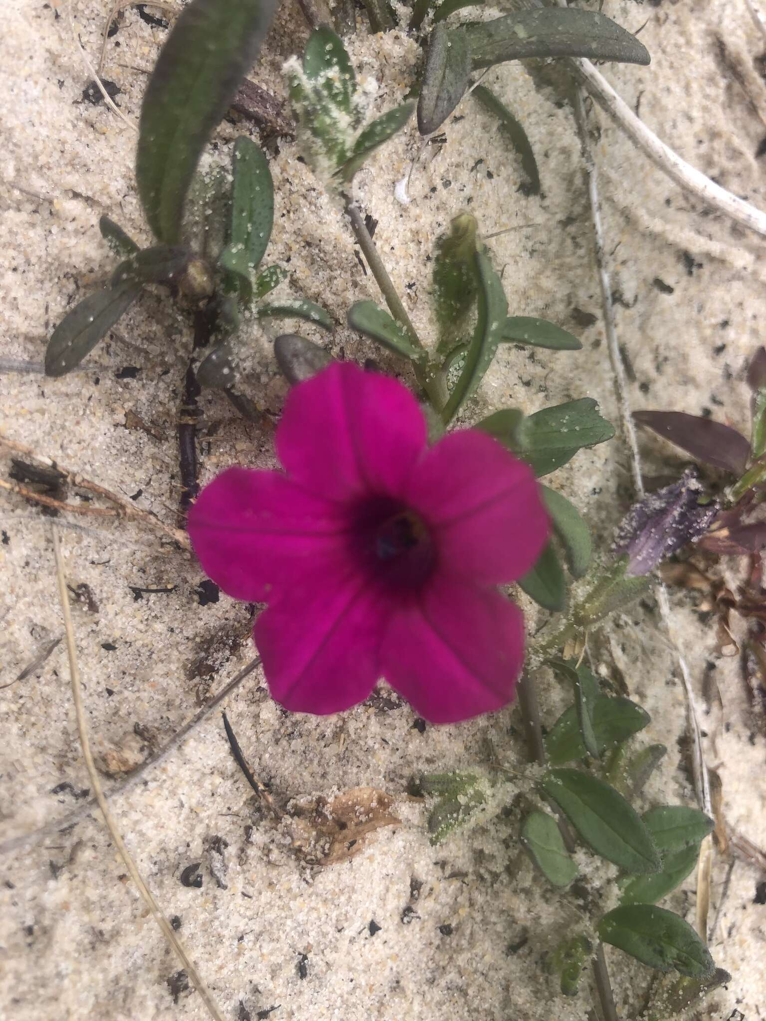 Image de Petunia integrifolia (Hook.) Schinz & Thellung