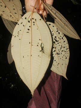 Image of Miconia bubalina (D. Don) Naud.