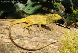 Image of Macrinius' Anole