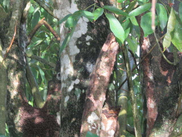 Image of Philippine pigeonwings