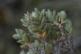 Image of Pimelea mesoa subsp. mesoa