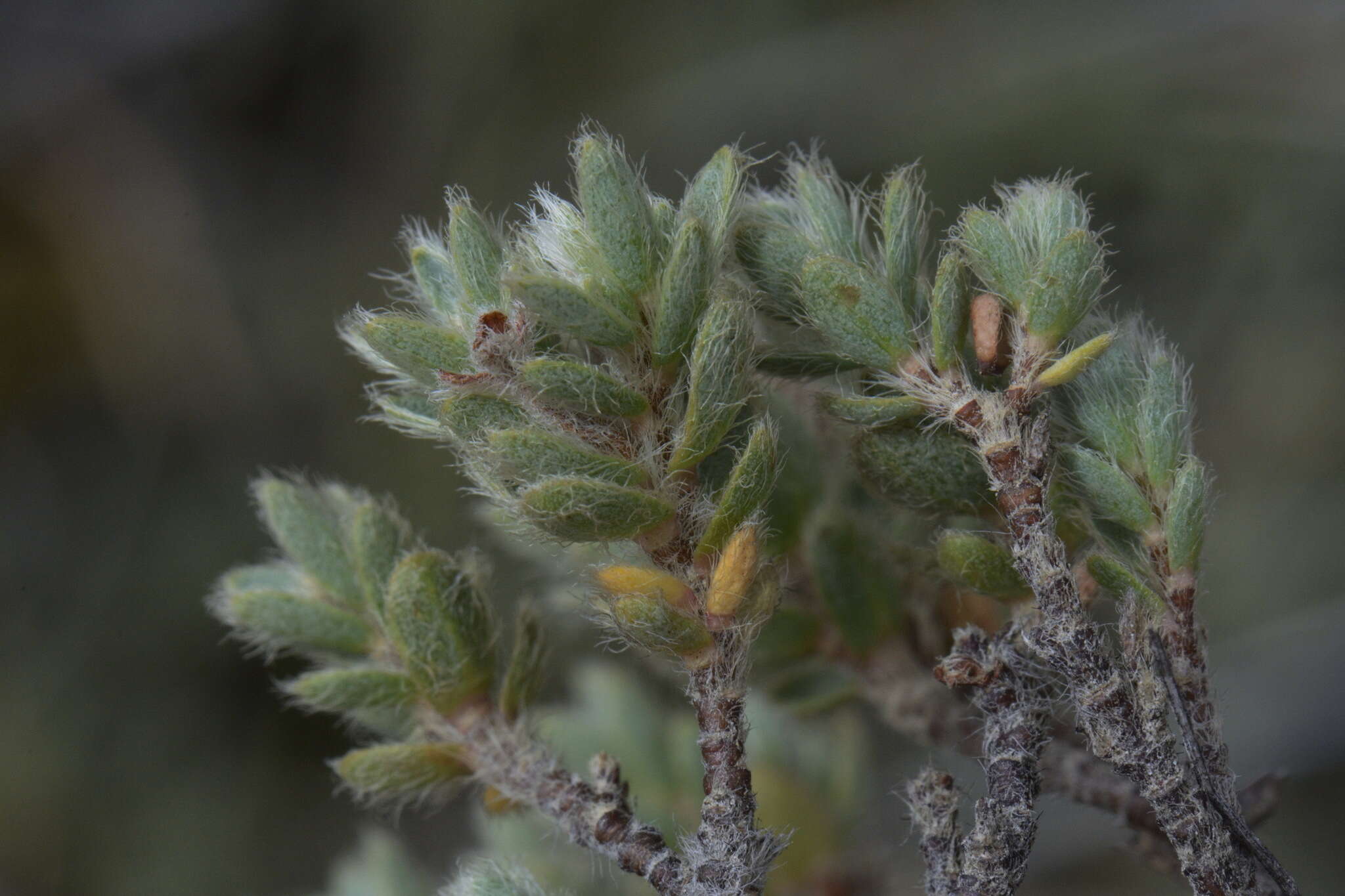 Image of Pimelea mesoa subsp. mesoa