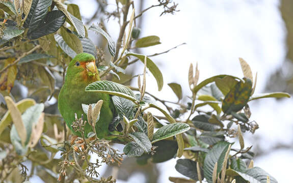 Image of Rufous-fronted Parakeet