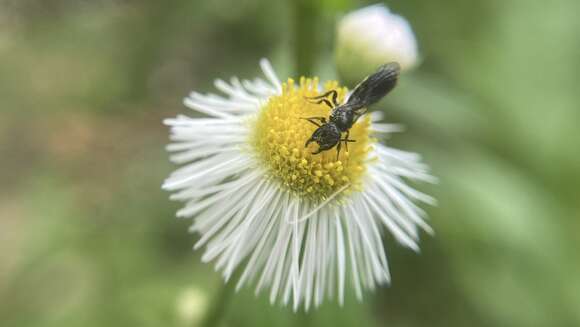 صورة Chelostoma philadelphi (Robertson 1891)