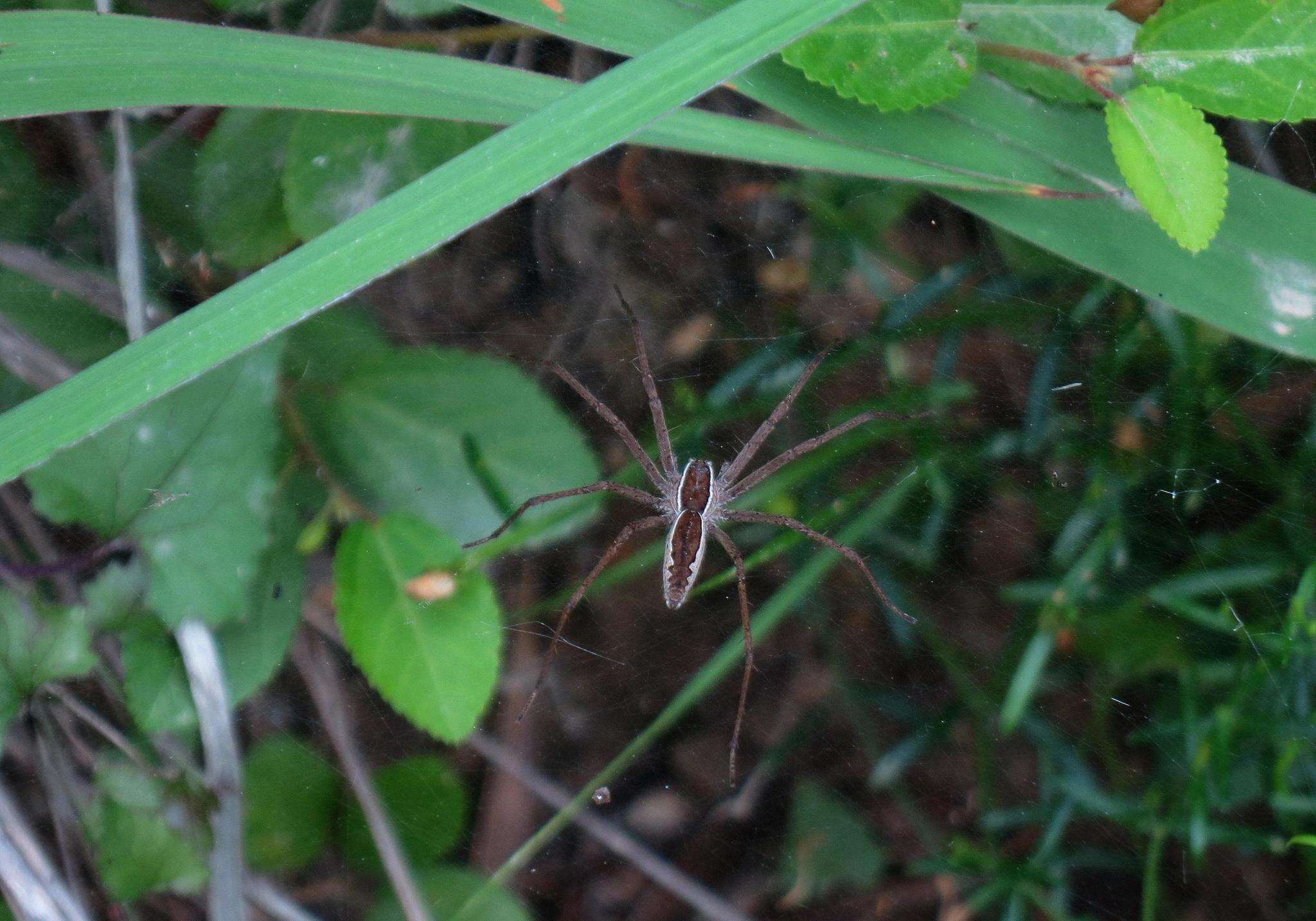 Слика од Euprosthenopsis pulchella (Pocock 1902)