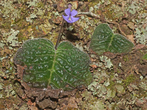 Image of Streptocarpus haygarthii N. E. Brown ex C. B. Clarke