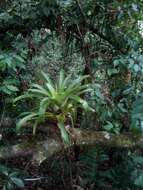 Image of Tillandsia deppeana Steud.