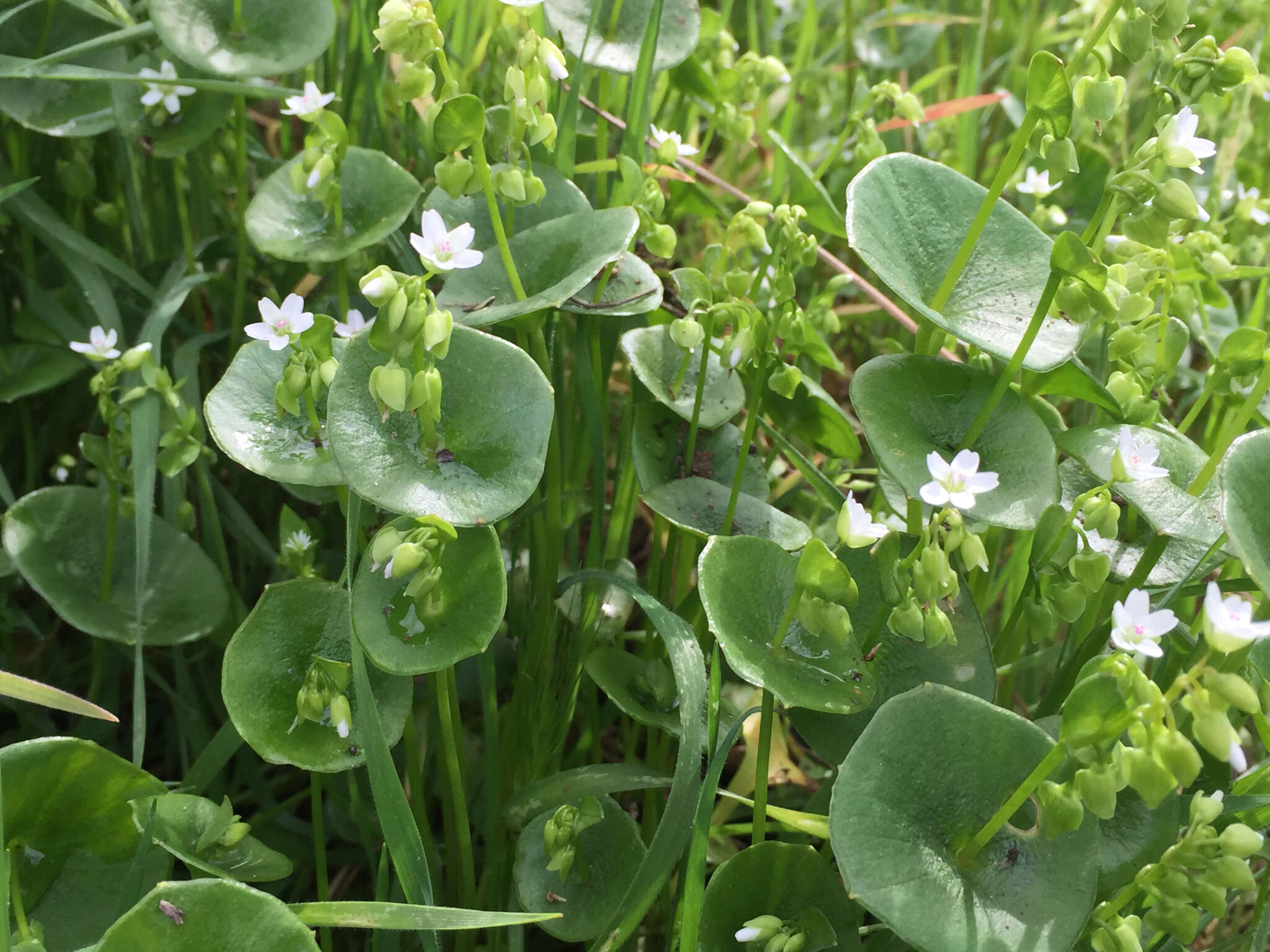 Image of miner's lettuce