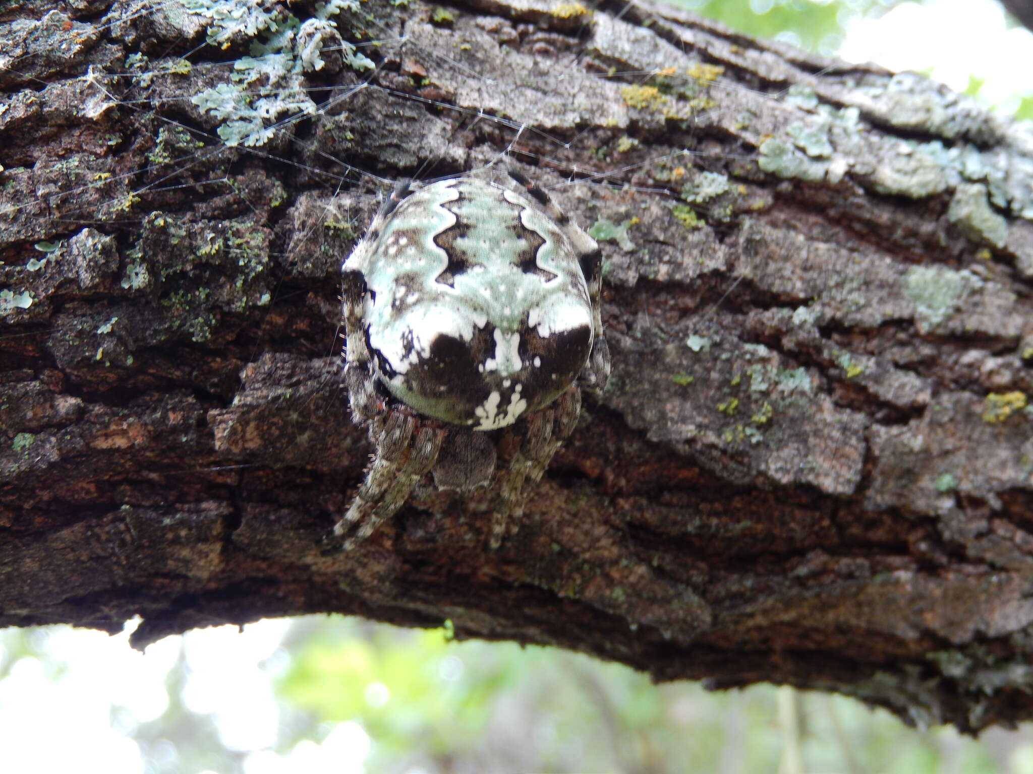 Image of Giant Lichen Orbweaver