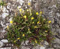 Imagem de Helianthemum alpestre (Jacq.) DC.