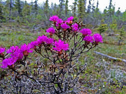 صورة Rhododendron lapponicum (L.) Wahlenb.