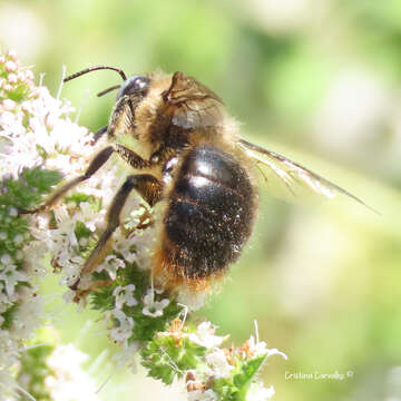 Image of Xylocopa cantabrita Lepeletier 1841