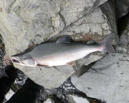 Image of Pink Salmon