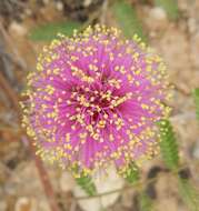 Imagem de Mimosa quadrivalvis var. platycarpa (A. Gray) Barneby