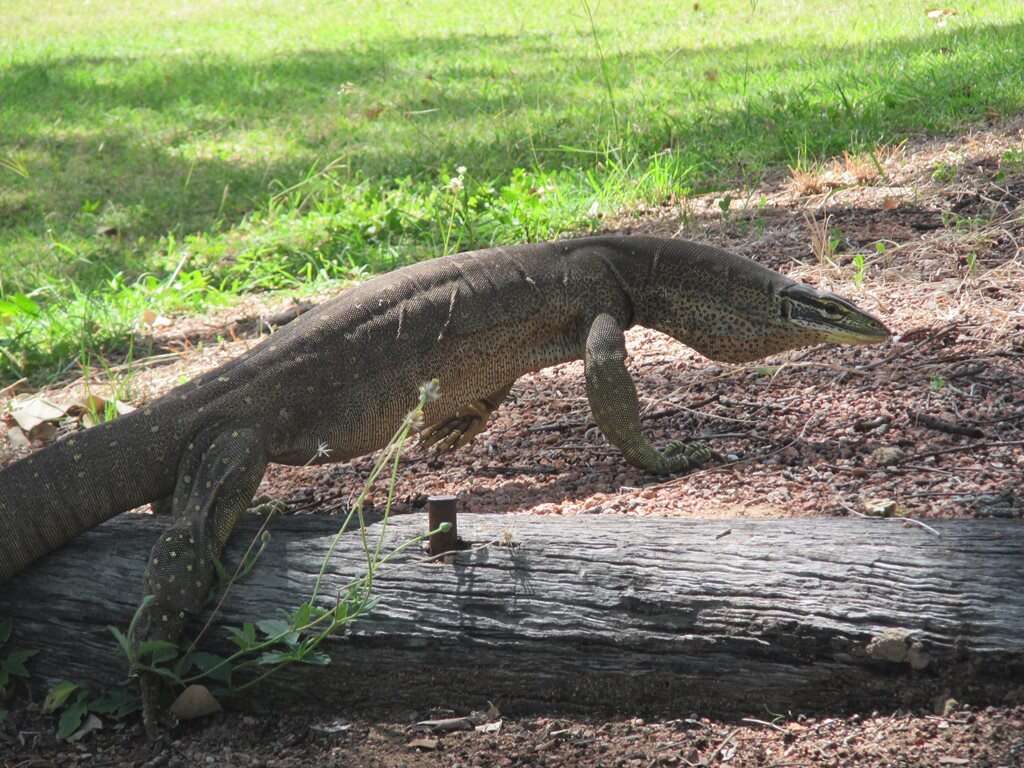 صورة Varanus panoptes panoptes (Storr 1980)