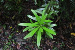 Image of Podocarpus costalis C. Presl