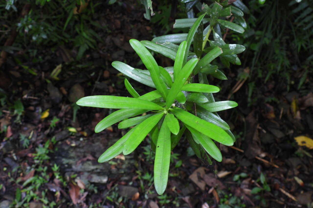 Image of Podocarpus costalis C. Presl