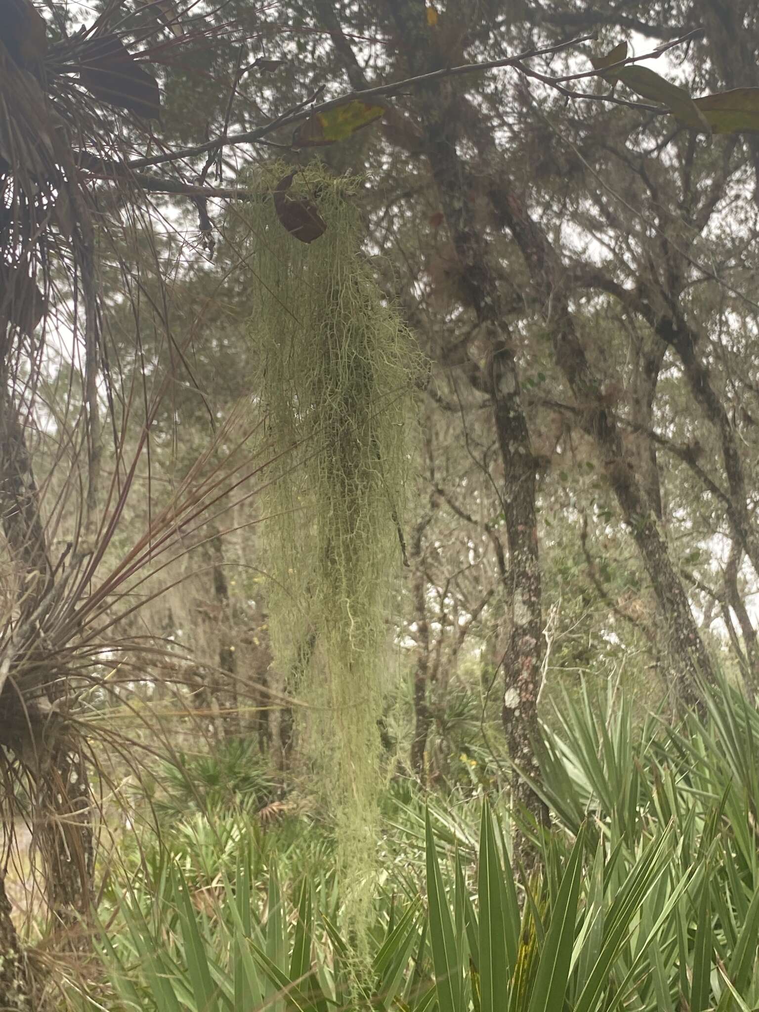 Слика од <i>Usnea dimorpha</i>