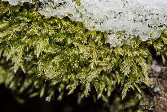 Image of brachythecium moss