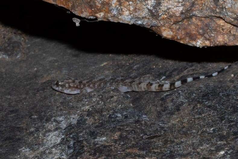 Image of Leaf-toed Gecko