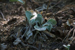 Plancia ëd Hulsea vestita subsp. callicarpha (Hall) Wilken