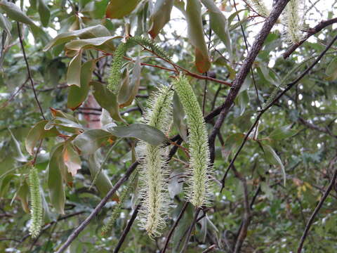 Image of Grevillea glauca Banks & Sol. ex Knight