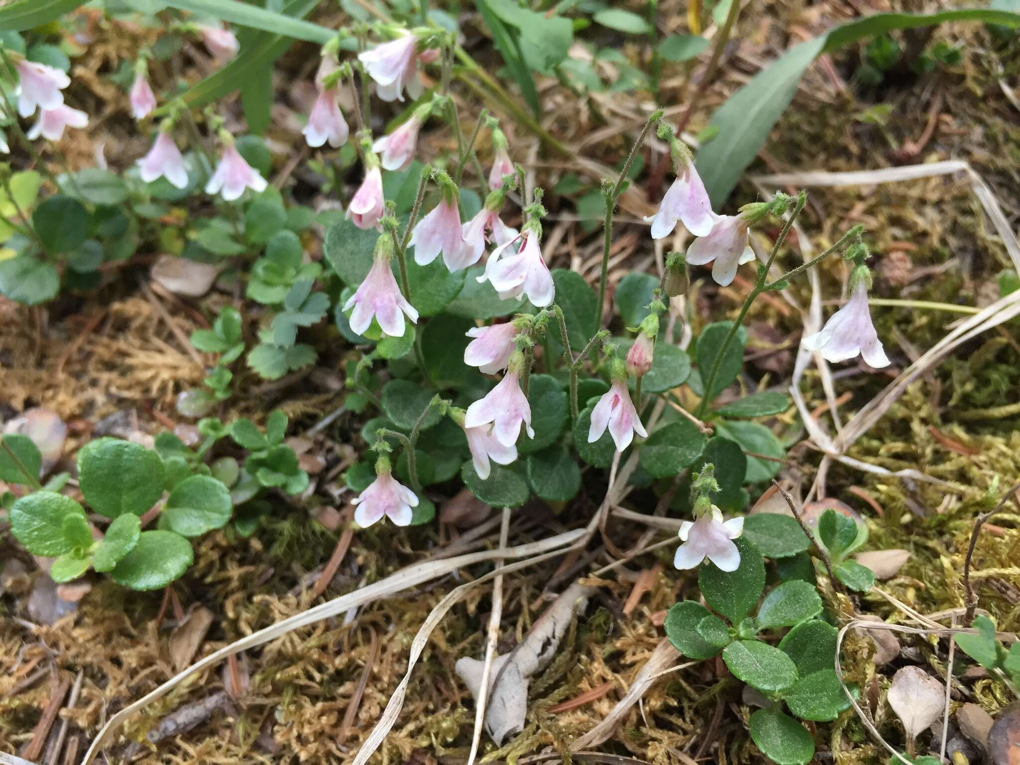 Image of Linnaea borealis var. longiflora Torr.