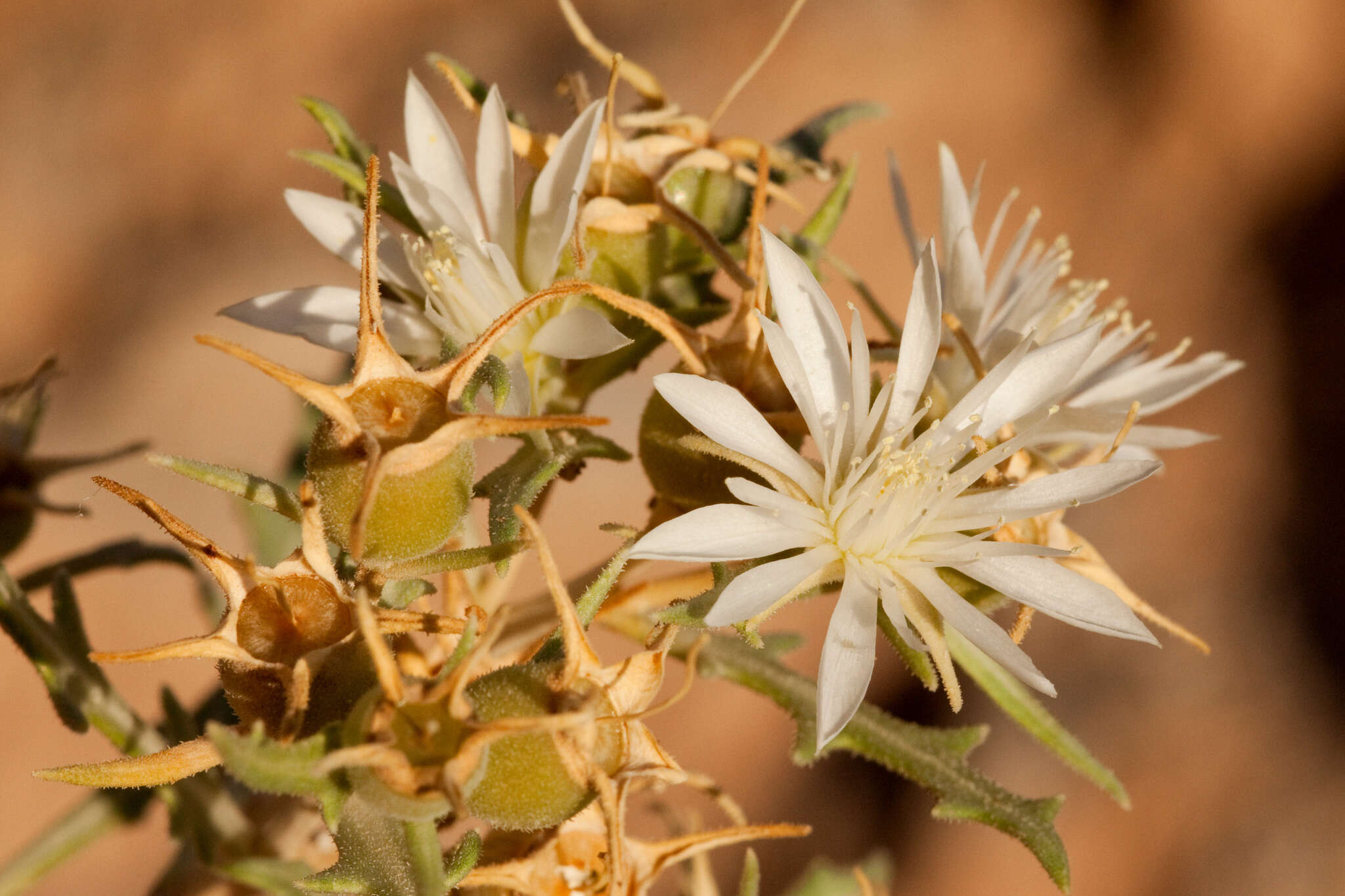 Image of gypsum blazingstar