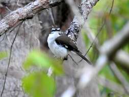 Image of White-browed Robin