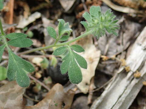 Phacelia maculata Wood的圖片