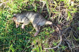 Image of Gray and black four-eyed opossum