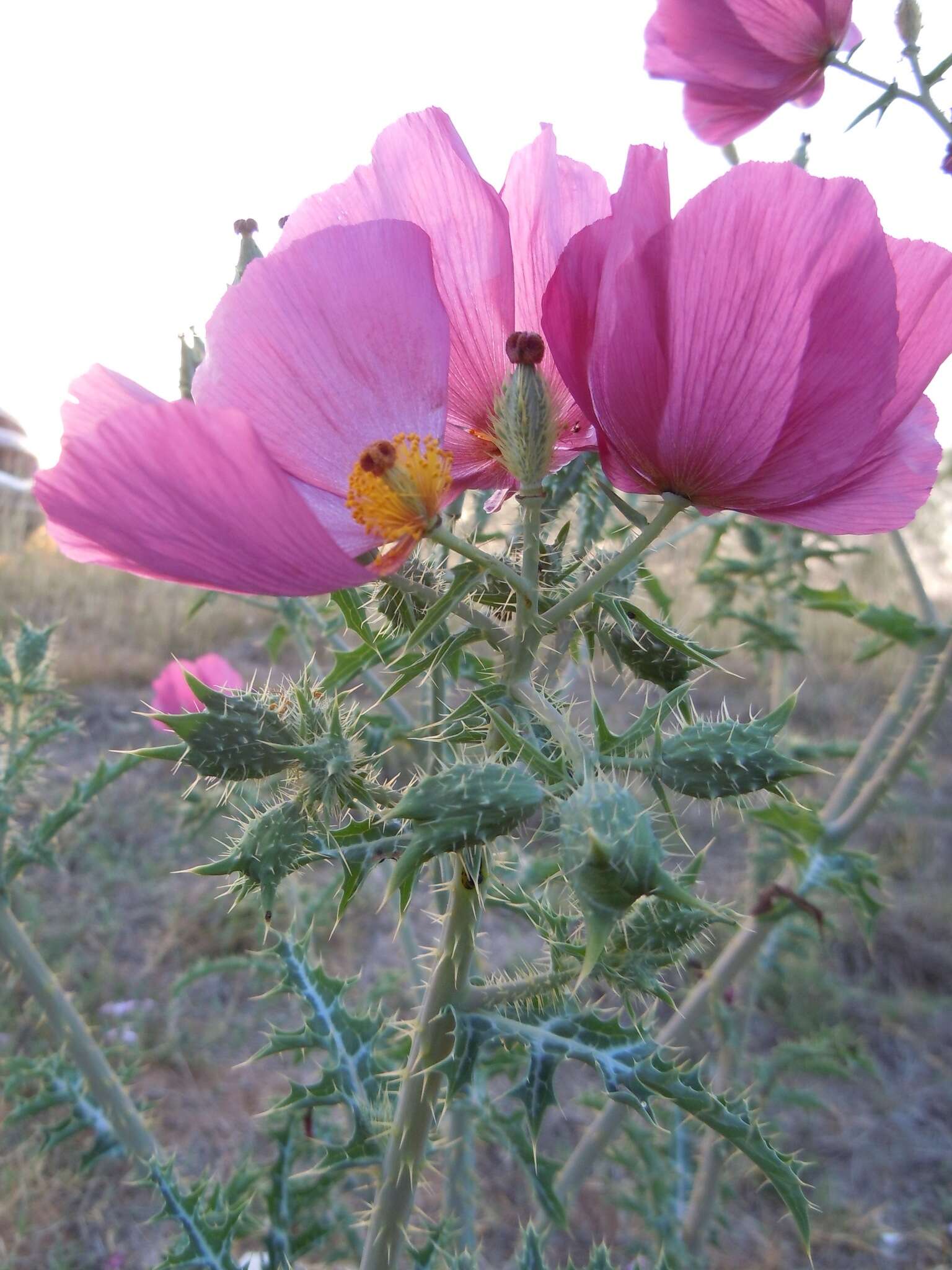 Image of red pricklypoppy