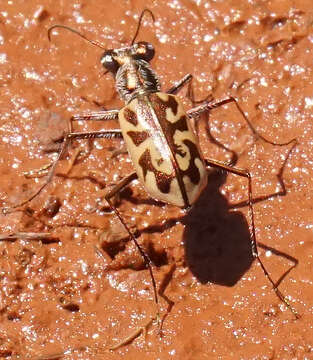 Image of Ellipsoptera macra fluviatilis (Vaurie 1951)