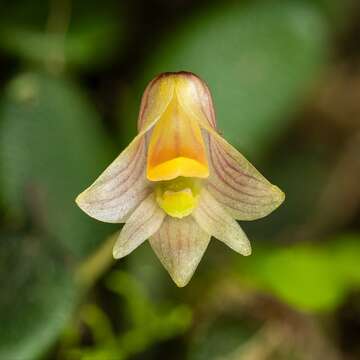 صورة Dendrobium lichenastrum (F. Muell.) Rolfe