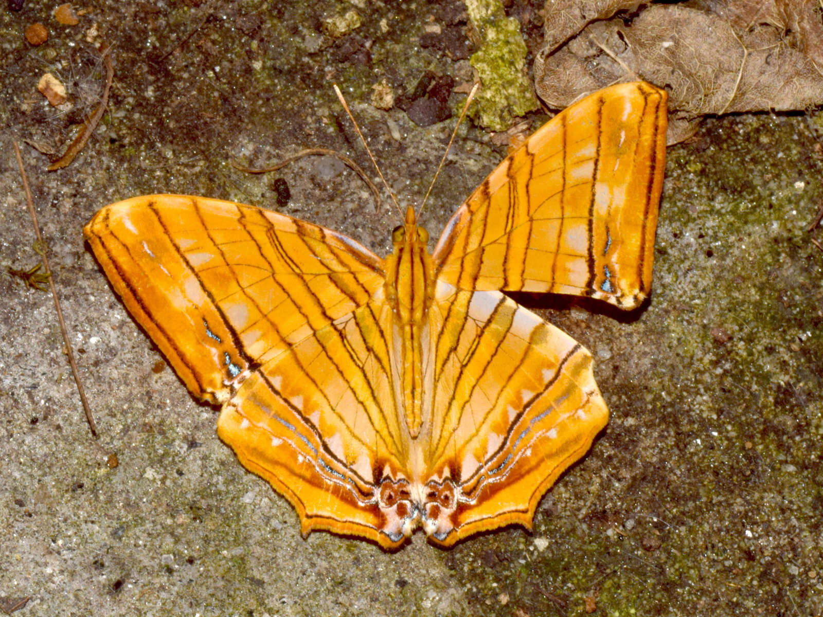 Image of Chersonesia risa Doubleday (1848)