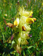 Image of late-flowering yellow rattle