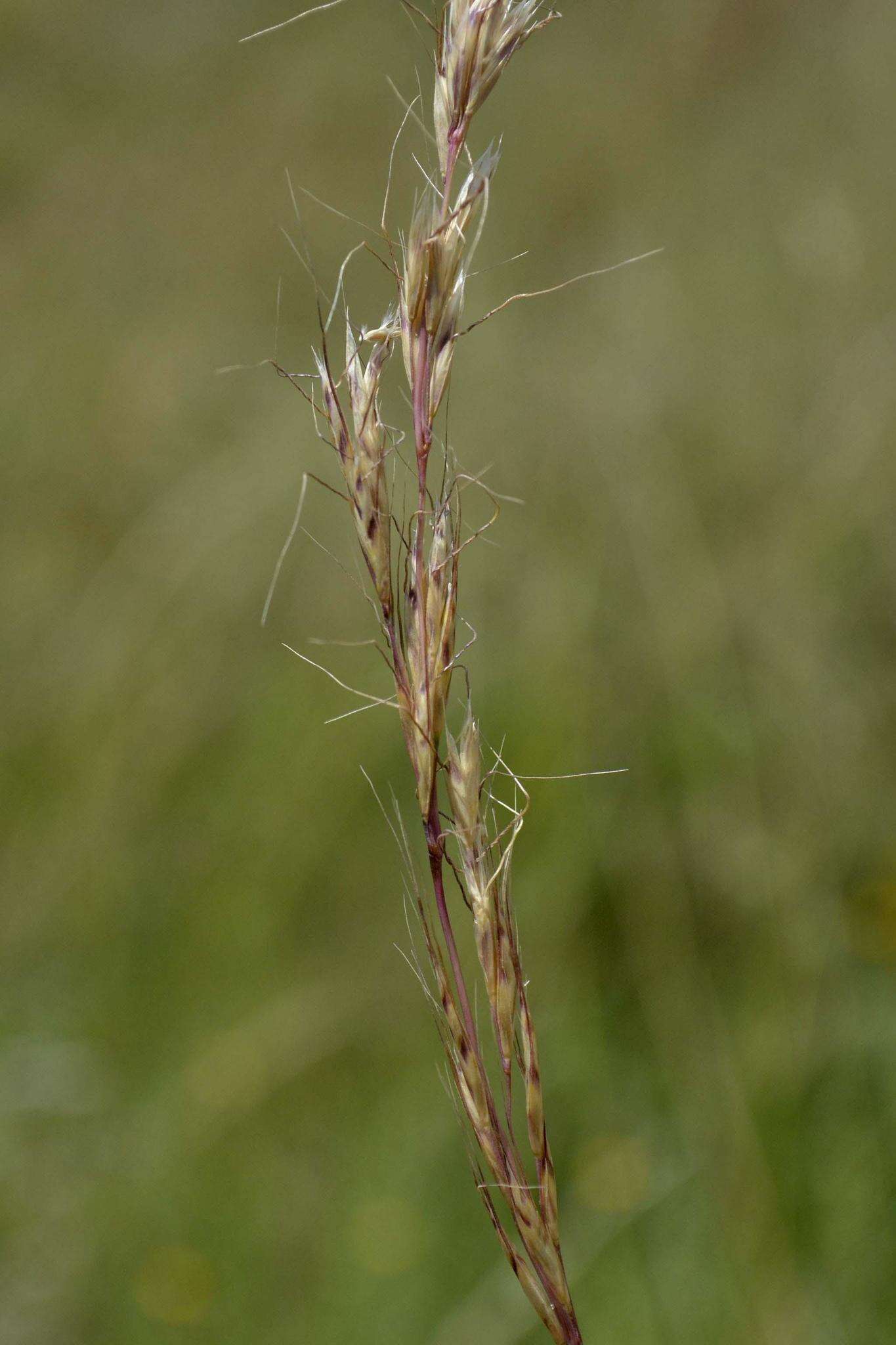 Image of Trisetopsis imberbis (Nees) Röser, A. Wölk & Veldkamp