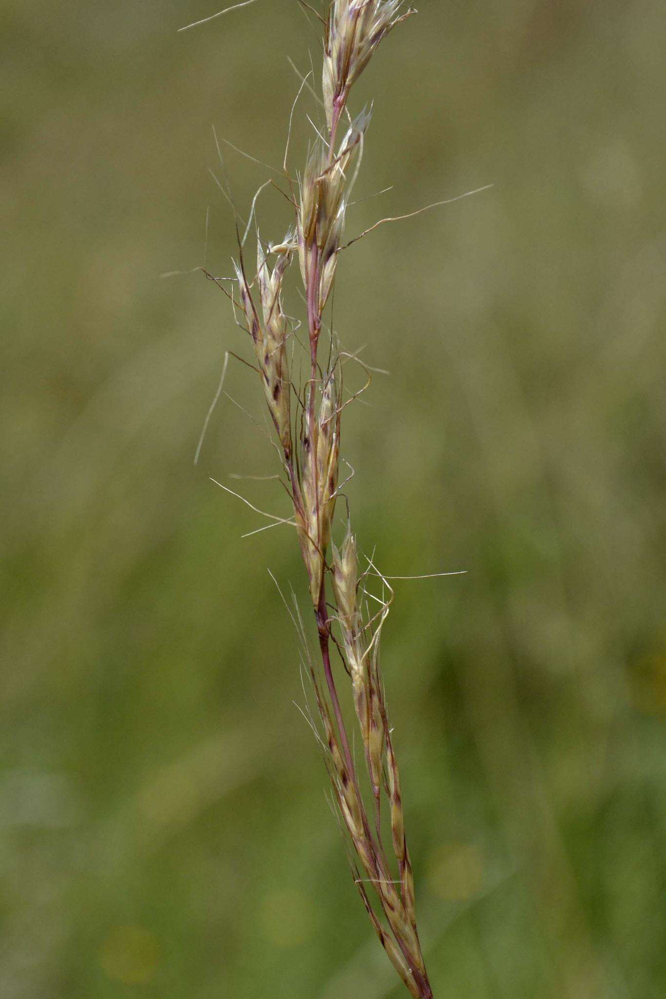 Imagem de Trisetopsis imberbis (Nees) Röser, A. Wölk & Veldkamp