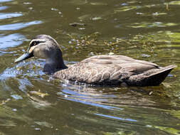 Image of Grey Duck