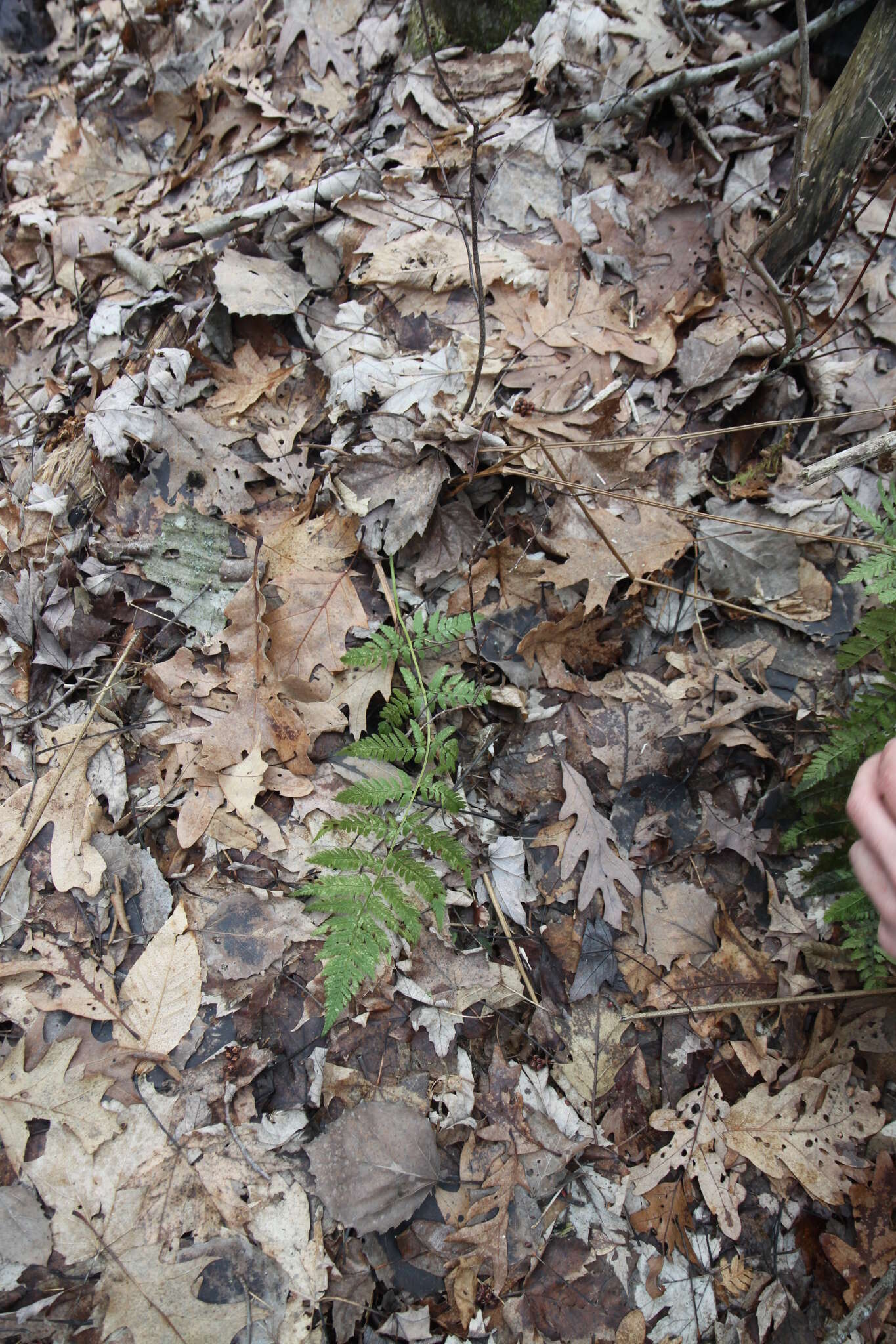 Image de Dryopteris triploidea Wherry