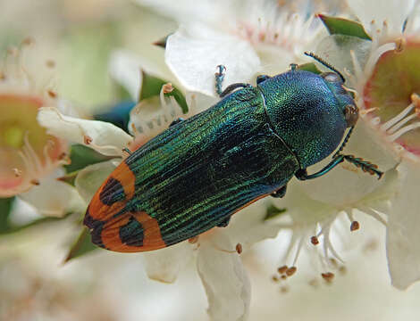 Image of jewel beetles