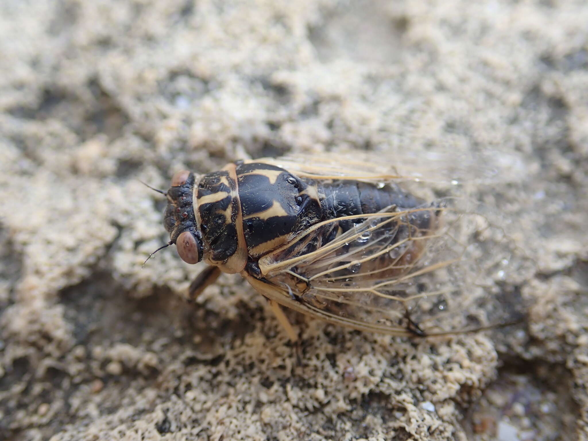 Image of Cicadatra platyptera Fieber 1876