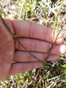 Image of scaleleaf aster