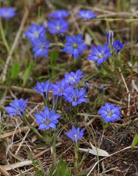 Image de Gentiana thunbergii var. thunbergii