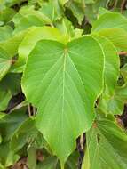 Image de Acalypha grandibracteata Merr.