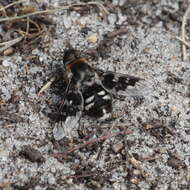 Image of Mottled bee-fly