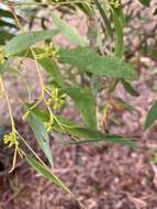 Image of black peppermint