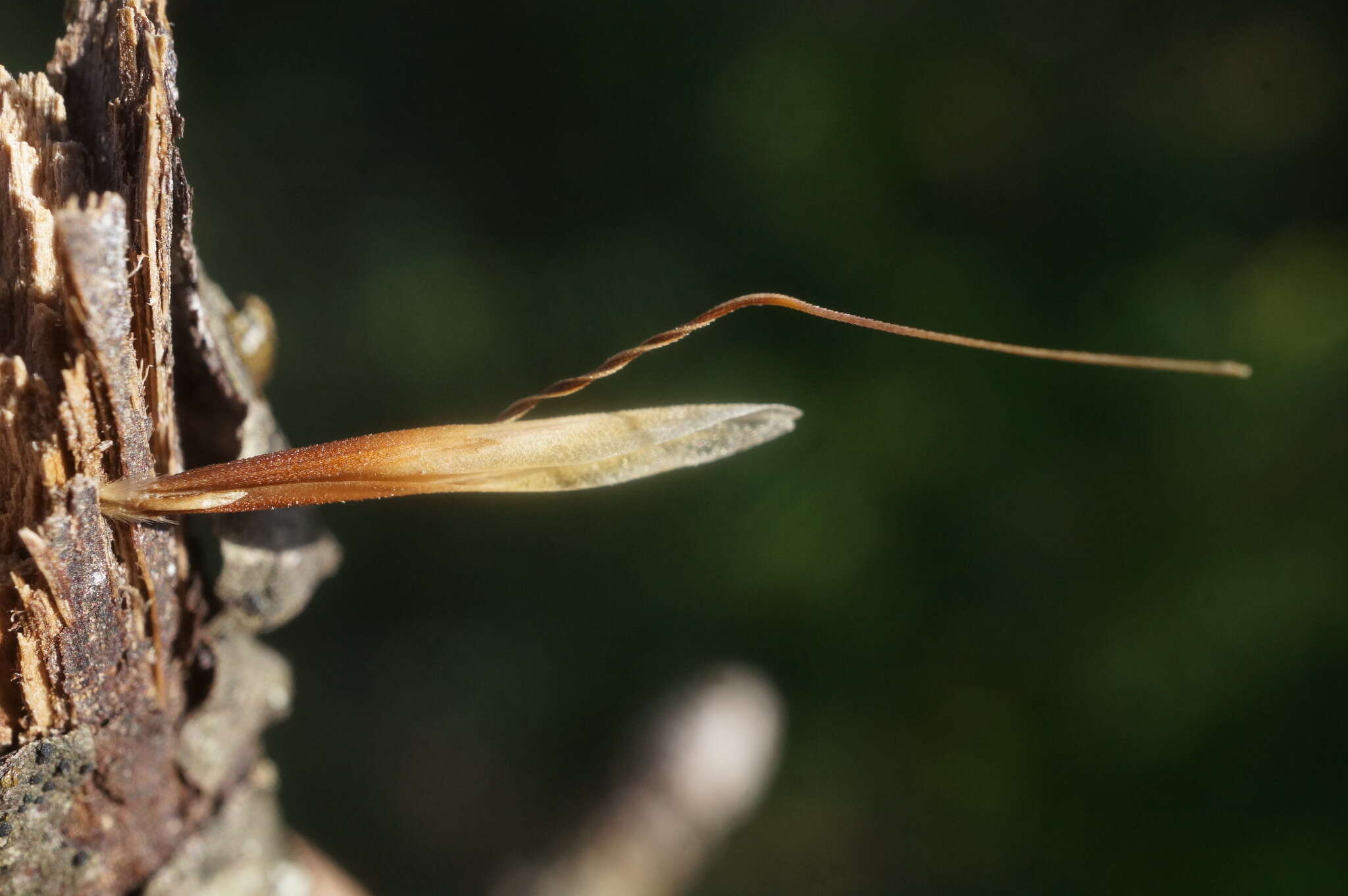 صورة Helictochloa compressa (Heuff.) Romero Zarco