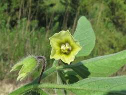 Physalis pumila var. hispida (Waterf.) J. R. Sullivan的圖片