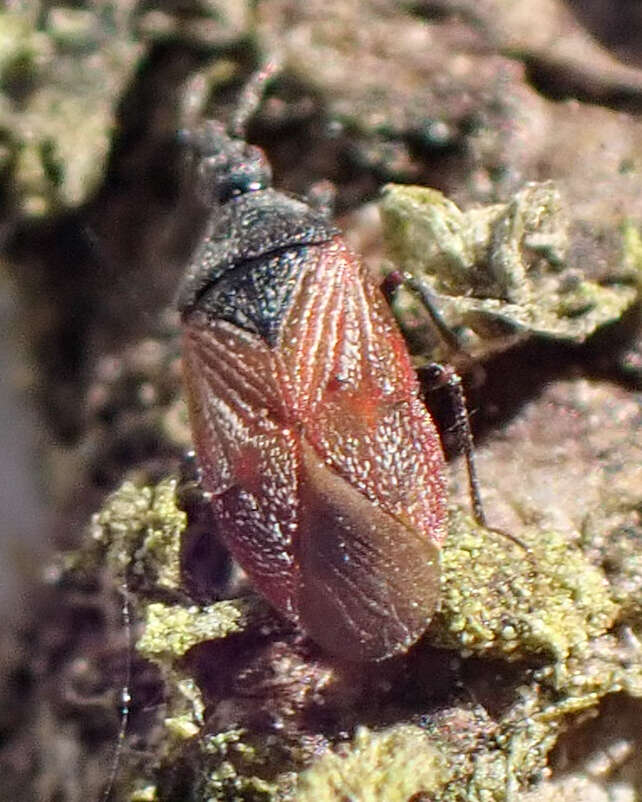 Image of Melanocoris nigricornis Van Duzee 1921